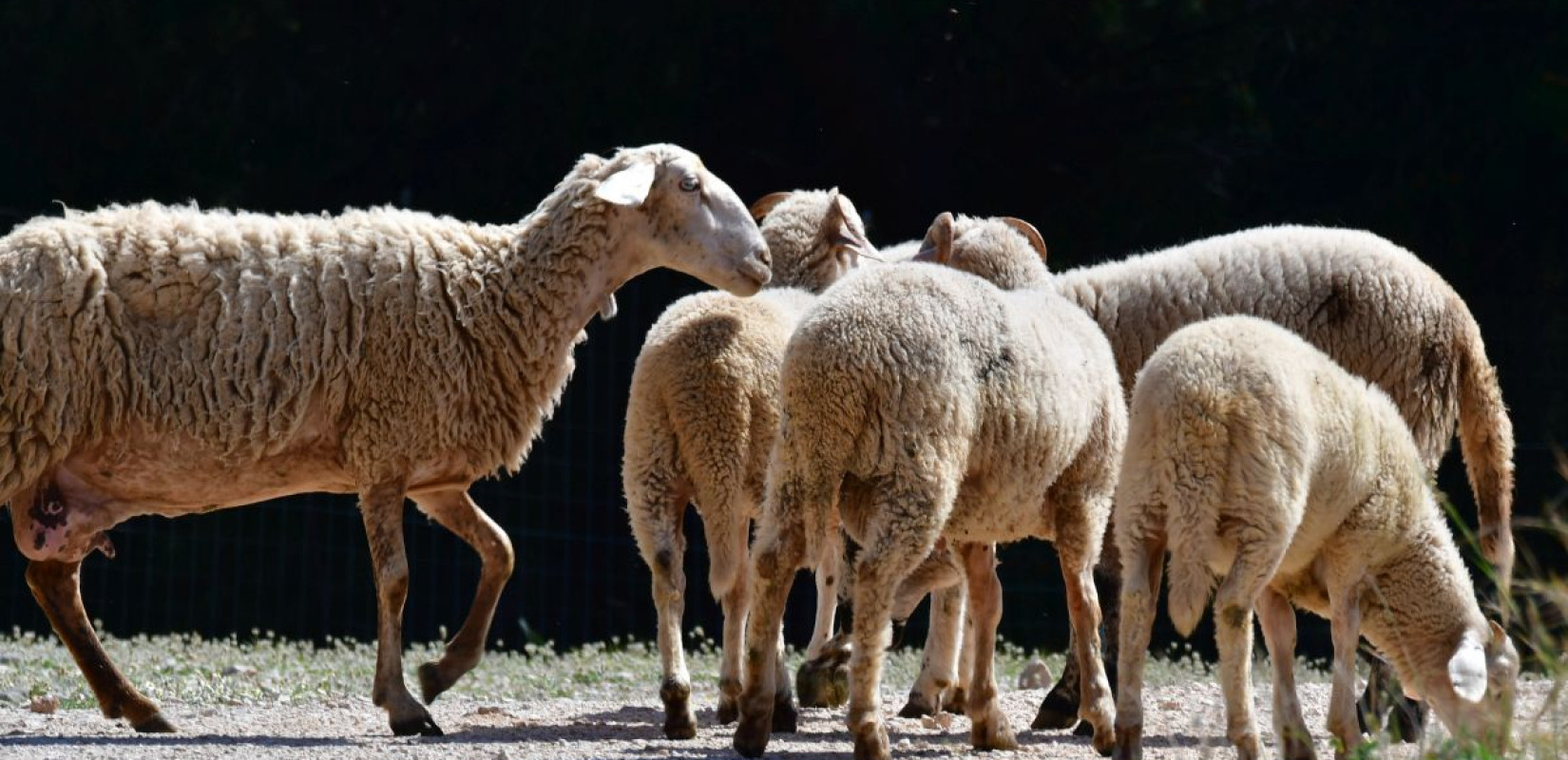 Συναγερμός στην Ιθάκη: Εντοπίστηκε το πρώτο κρούσμα ευλογιάς των αιγοπροβάτων