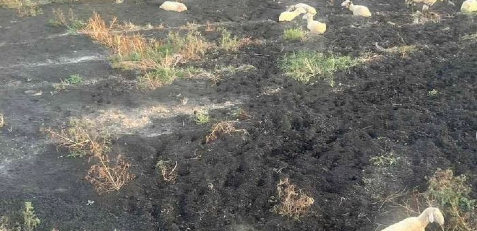 Αφθώδης πυρετός: Έκτακτα μέτρα στην Περιφέρεια Βορείου Αιγαίου λόγω κρούσματος στην Τουρκία