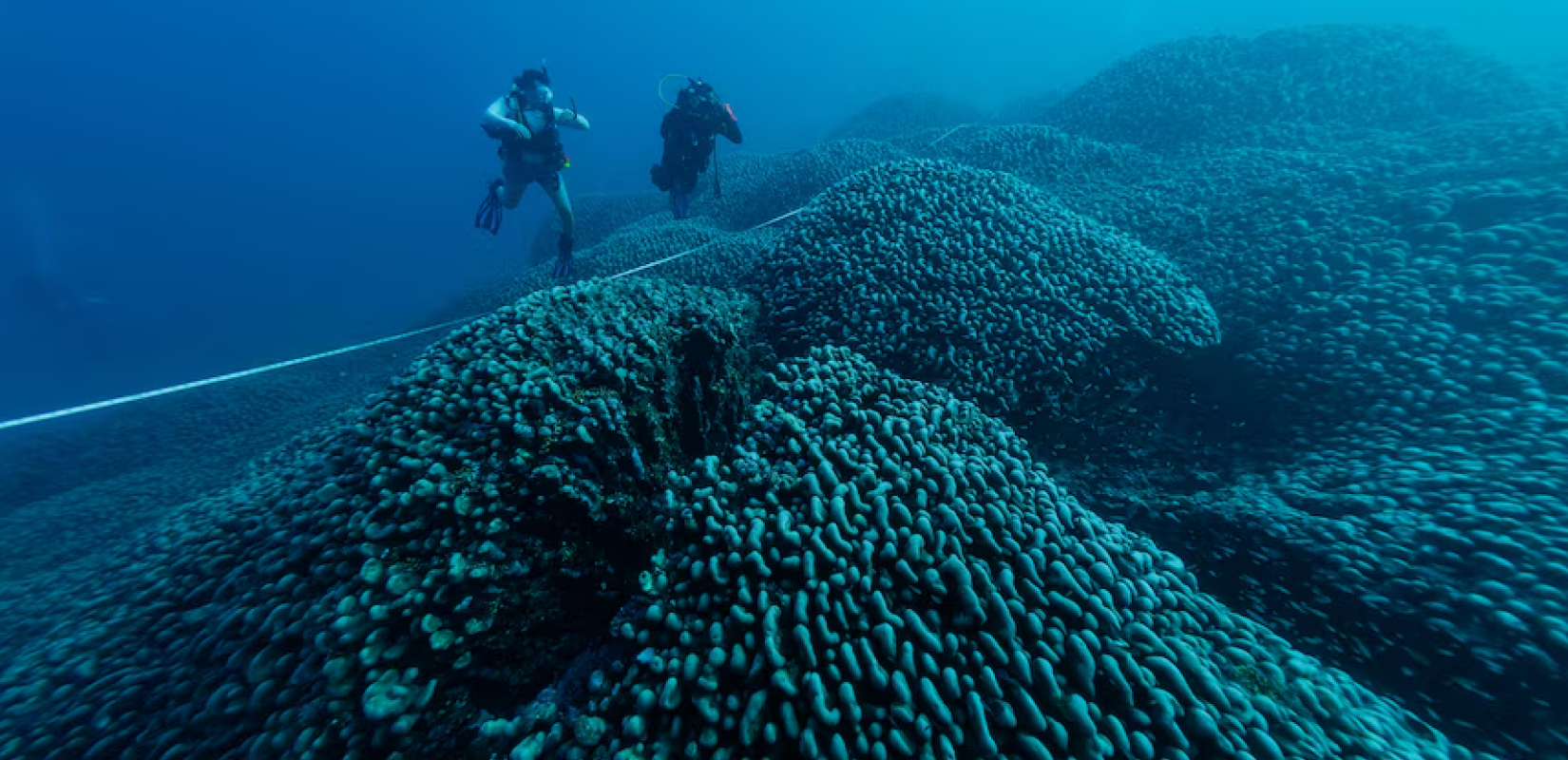 Αυστραλία: Επιστήμονες ανακάλυψαν το μεγαλύτερο κοράλλι στα Νησιά του Σολομώντα (φωτ.)