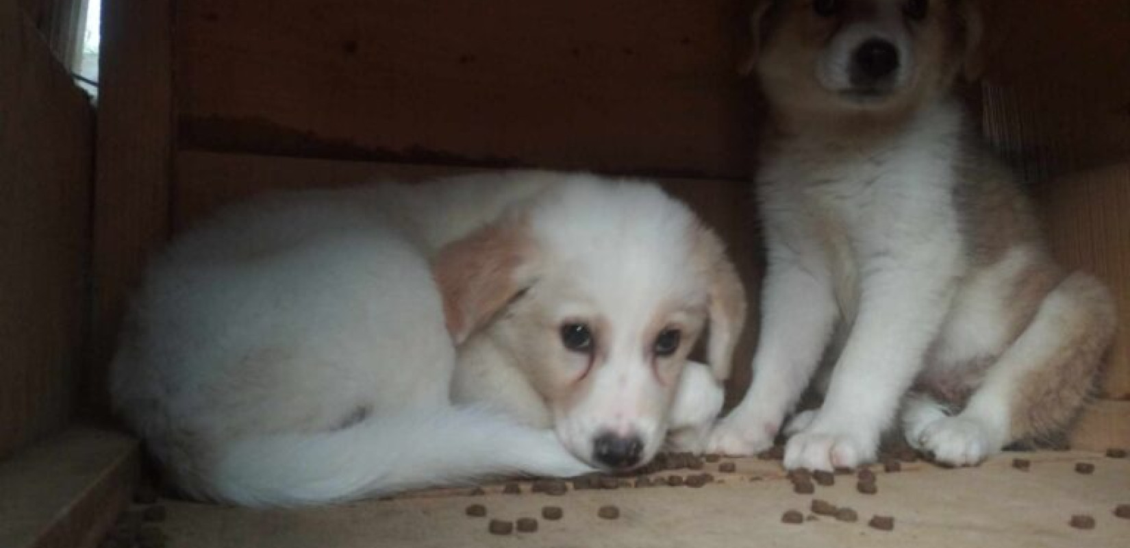 Πάτρα: 89χρονη θανάτωσε κουτάβια και χτύπησε 25χρονο που πήγε να την αποτρέψει