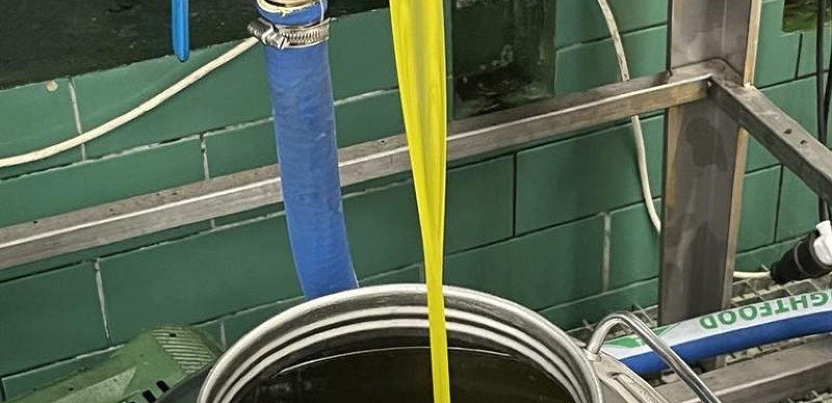 Θεσσαλονίκη: Βγήκε το πρώτο «εξαιρετικά παρθένο ελαιόλαδο» του δήμου Θεσσαλονίκης (φωτ.)