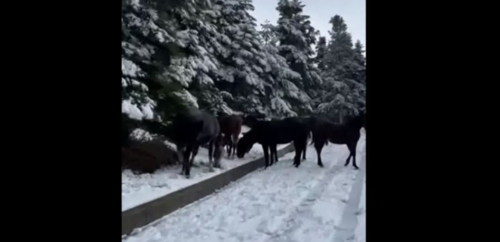 Ορεινή Ναυπακτία: Άγρια άλογα σε... αλπικό τοπίο - Μαγευτικές εικόνες (βίντεο) Ορεινή Ναυπακτία: Άγρια άλογα σε... αλπικό τοπίο - Μαγευτικές εικόνες (βίντεο)