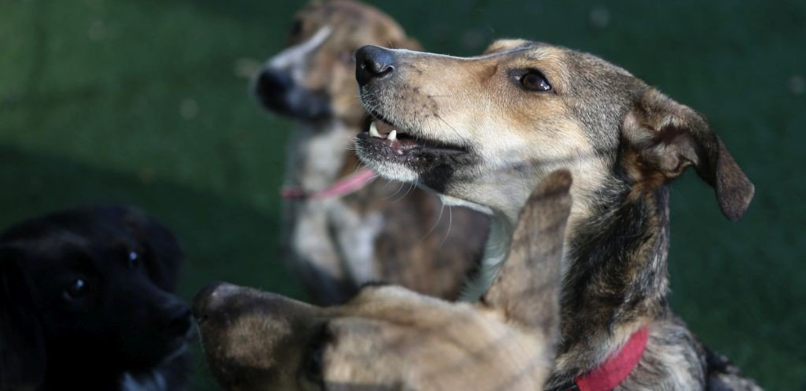 Νάουσα: Μήνυση κατά αγνώστων από τον δήμο για τη θανάτωση αδέσποτων	