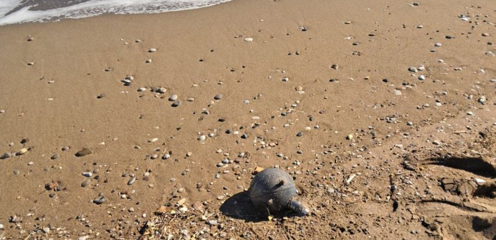 Ρόδος: Ξεβράστηκε μικρή θαλάσσια νάρκη στην παραλία του Φαληρακίου (φωτ.)