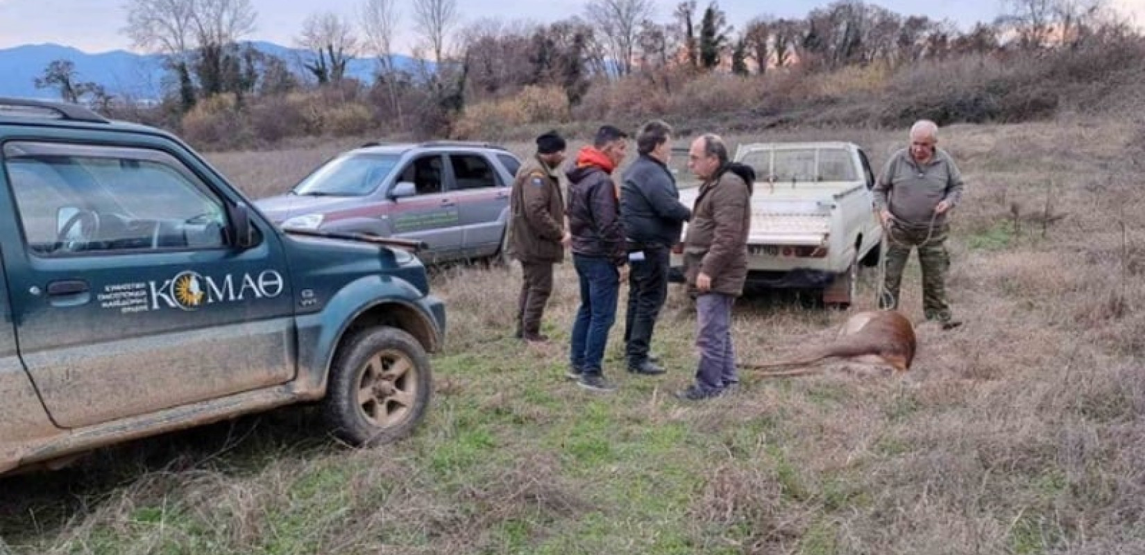 Λαθροθήρας πυροβόλησε και σκότωσε ελάφι που κυοφορούσε στην Κερκίνη Λαθροθήρας πυροβόλησε και σκότωσε ελάφι που κυοφορούσε στην Κερκίνη