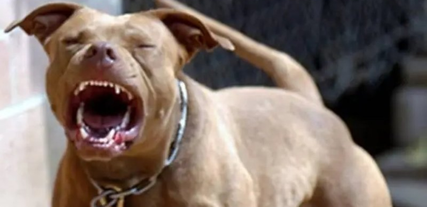 Θεσσαλονίκη: Πίτμπουλ ξέφυγε από αυλή σπιτιού και δάγκωσε 20χρονο και έναν σκύλο - Δικογραφία σε βάρος του ιδιοκτήτη του ζώου (βίντεο)