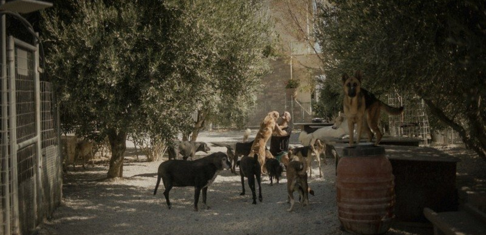 Το ντοκιμαντέρ για το καταφύγιο αδέσποτων ζώων «TAKIS» κάνει πρεμιέρα στο 27ο Φεστιβάλ Ντοκιμαντέρ Θεσσαλονίκης