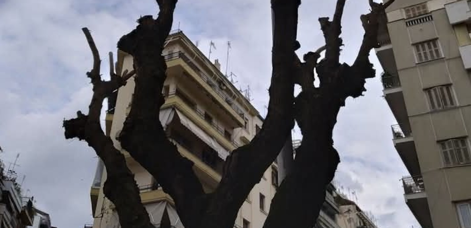 Θεσσαλονίκη: Αναστάτωση κατοίκων για κλαδεύσεις δέντρων – «Είναι υποχρέωσή μας» απαντά ο δήμος