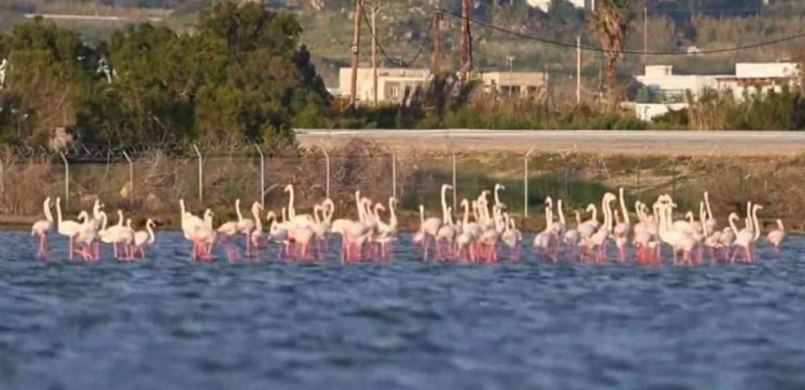 Απόβαση... δεκάδων φλαμίνγκο στη λιμνοθάλασσα Αλυκής στη Νάξου (βίντεο)