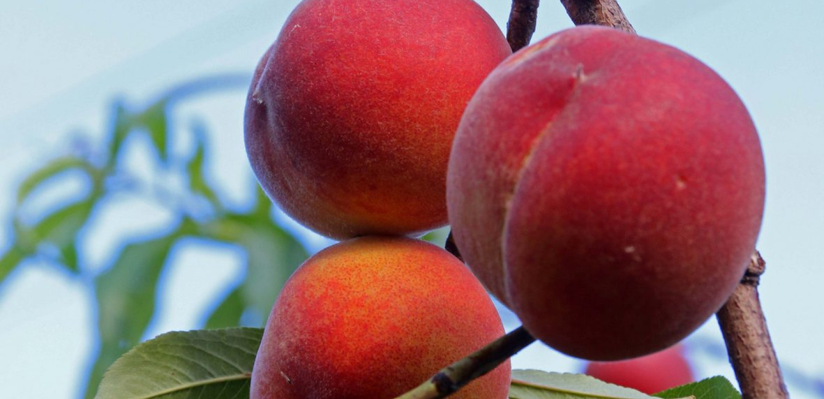 Μειωμένες εξαγωγές κομπόστας υπό την απειλή δασμών