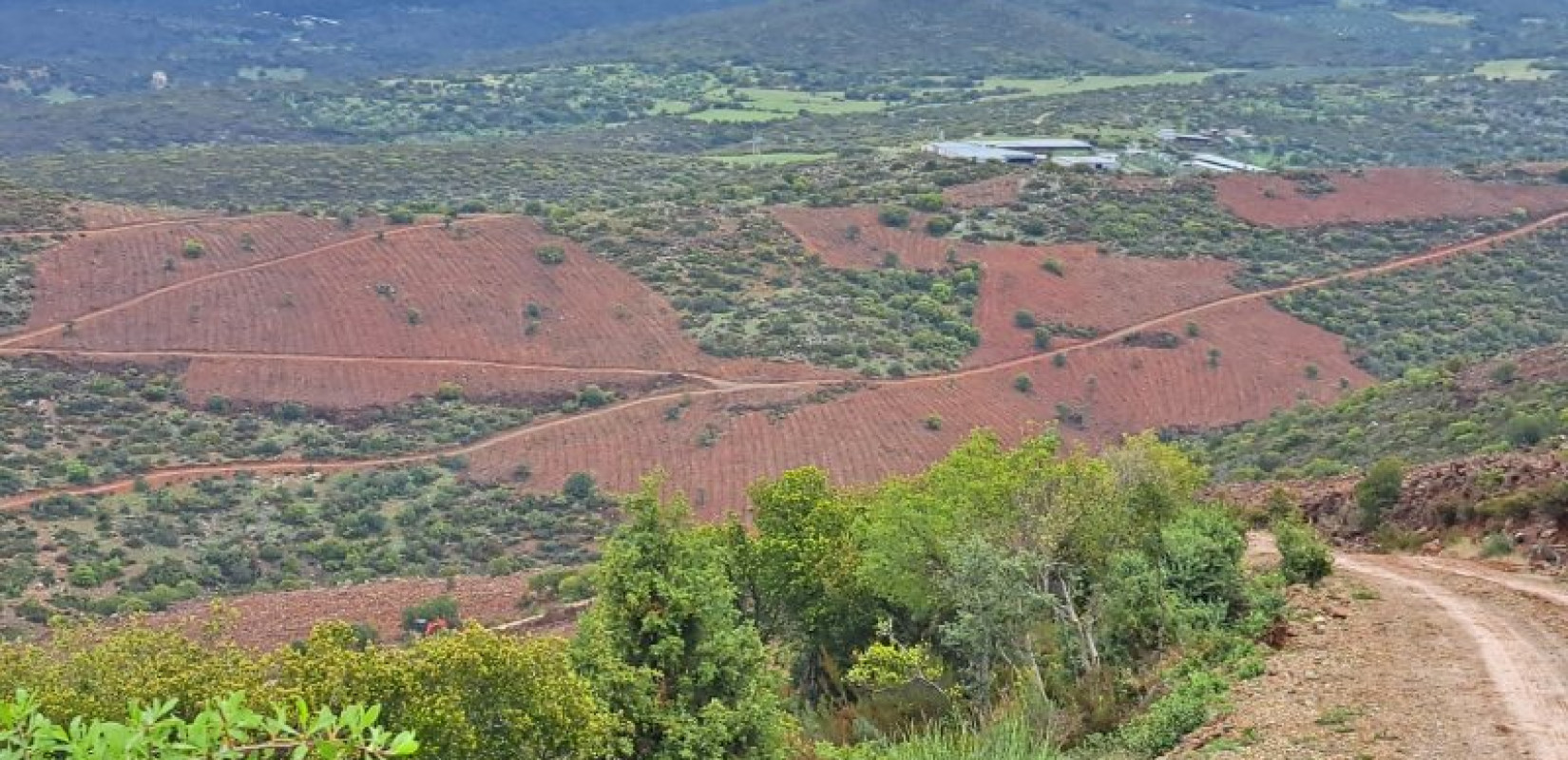 Ένα νέο δάσος γεννιέται στην Ανατολική Θεσσαλονίκη