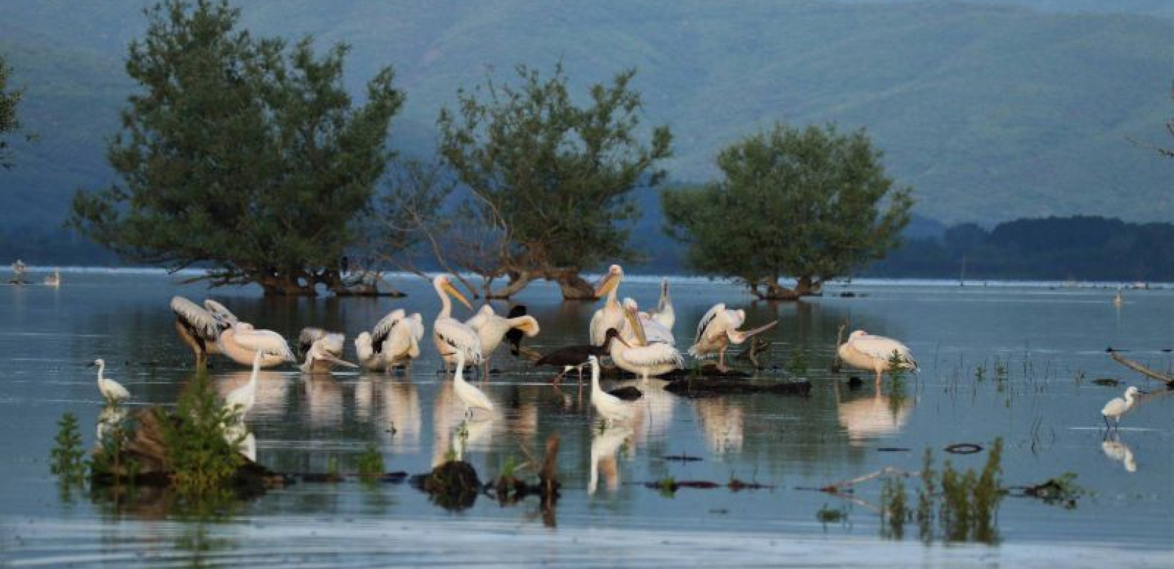 ΣτΕ: «Φρένο» σε επένδυση φωτοβολταϊκών κοντά σε περιοχή Natura στο Εθνικό Πάρκο της λίμνης Κερκίνης ΣτΕ: «Φρένο» σε επένδυση φωτοβολταϊκών κοντά σε περιοχή Natura στο Εθνικό Πάρκο της λίμνης Κερκίνης
