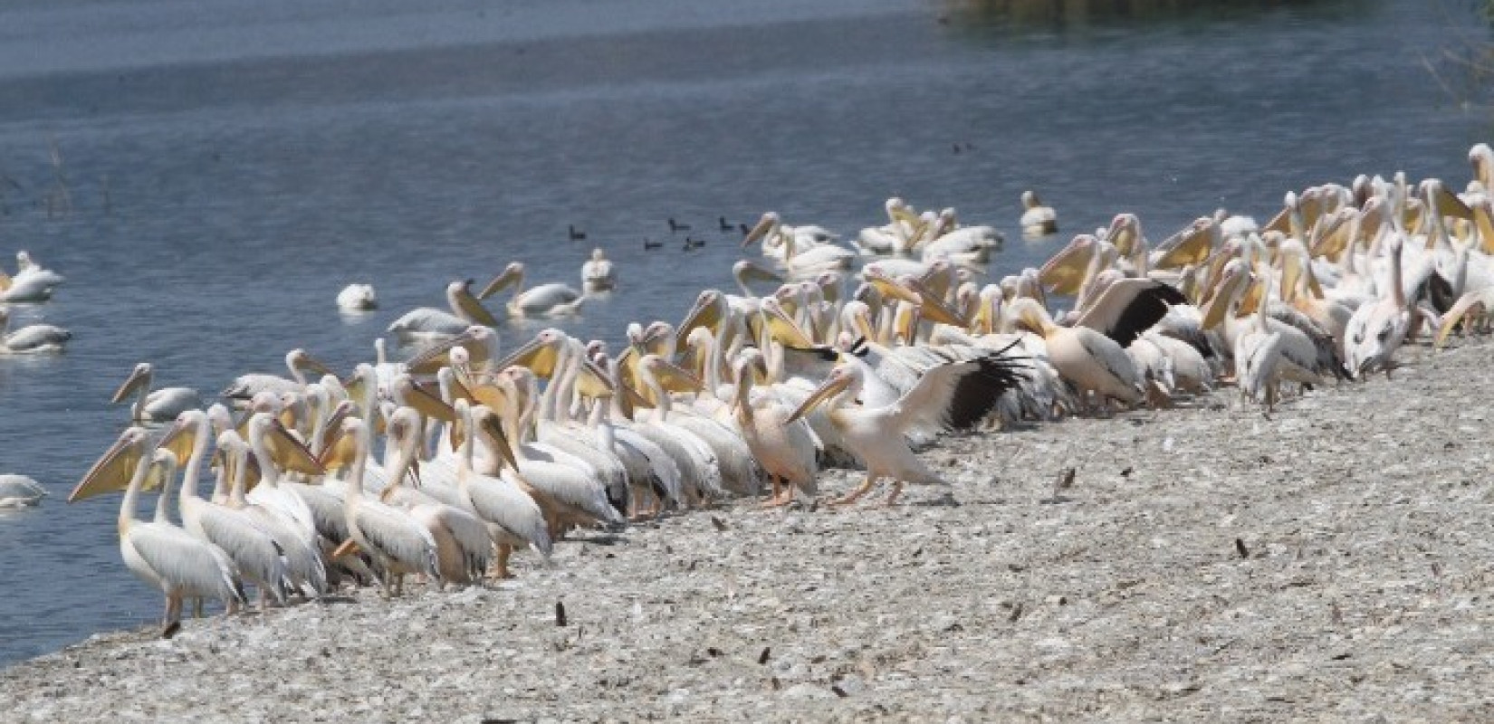 Λίμνη Κερκίνη: Πτήσεις προς την ελευθερία για 15 αποθεραπευμένα πουλιά