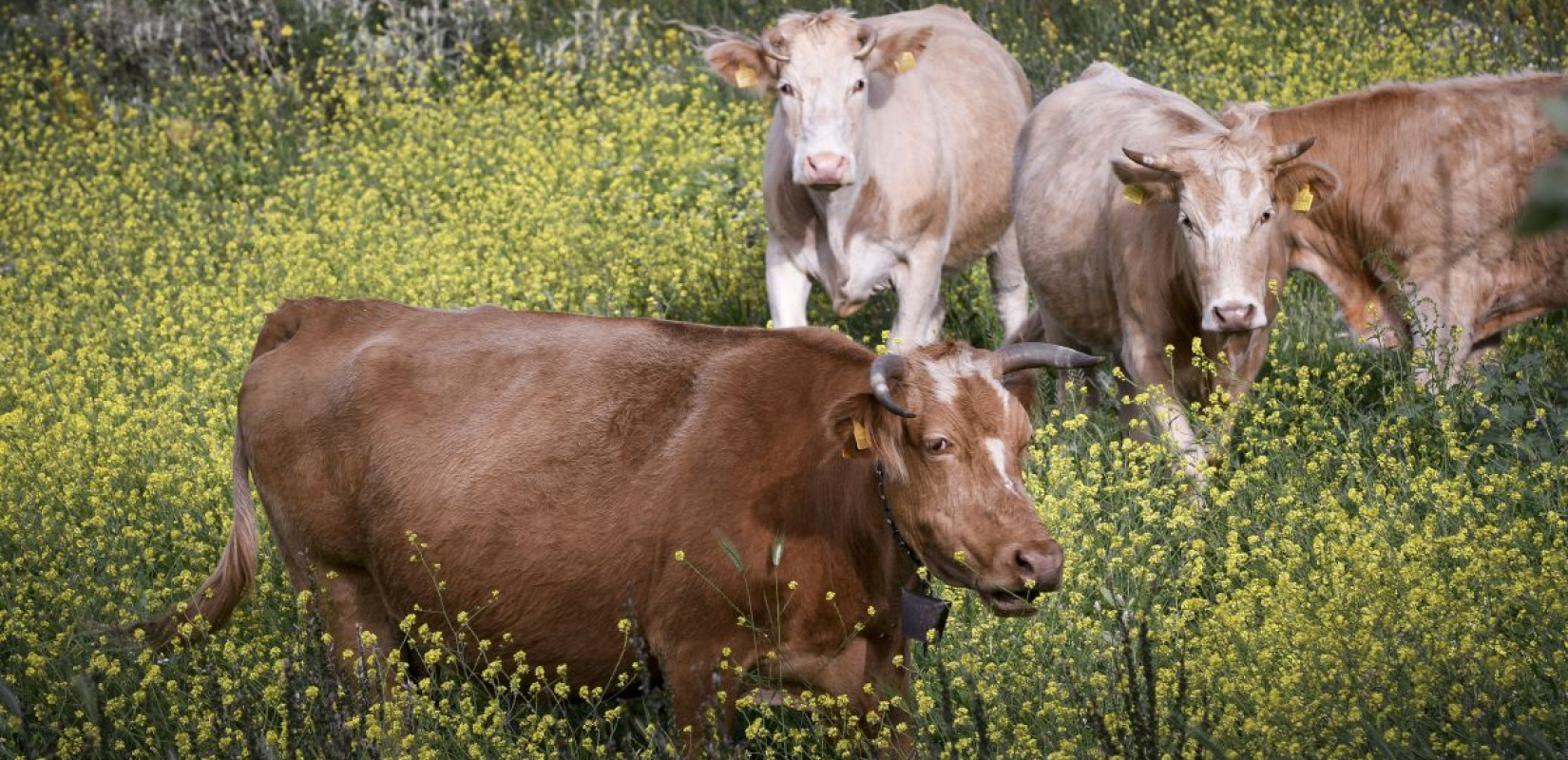 Νέα κρούσματα αφθώδους πυρετού στην Λέσβο - Μολυσμένες κηρύσσονται οι μονάδες