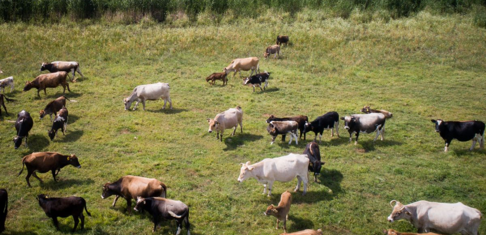 Κεντρική Μακεδονία - Διεύθυνση Κτηνιατρικής: Ο αφθώδης πυρετός χαρακτηρίζεται από υψηλή μεταδοτικότητα και ταχεία εξάπλωση