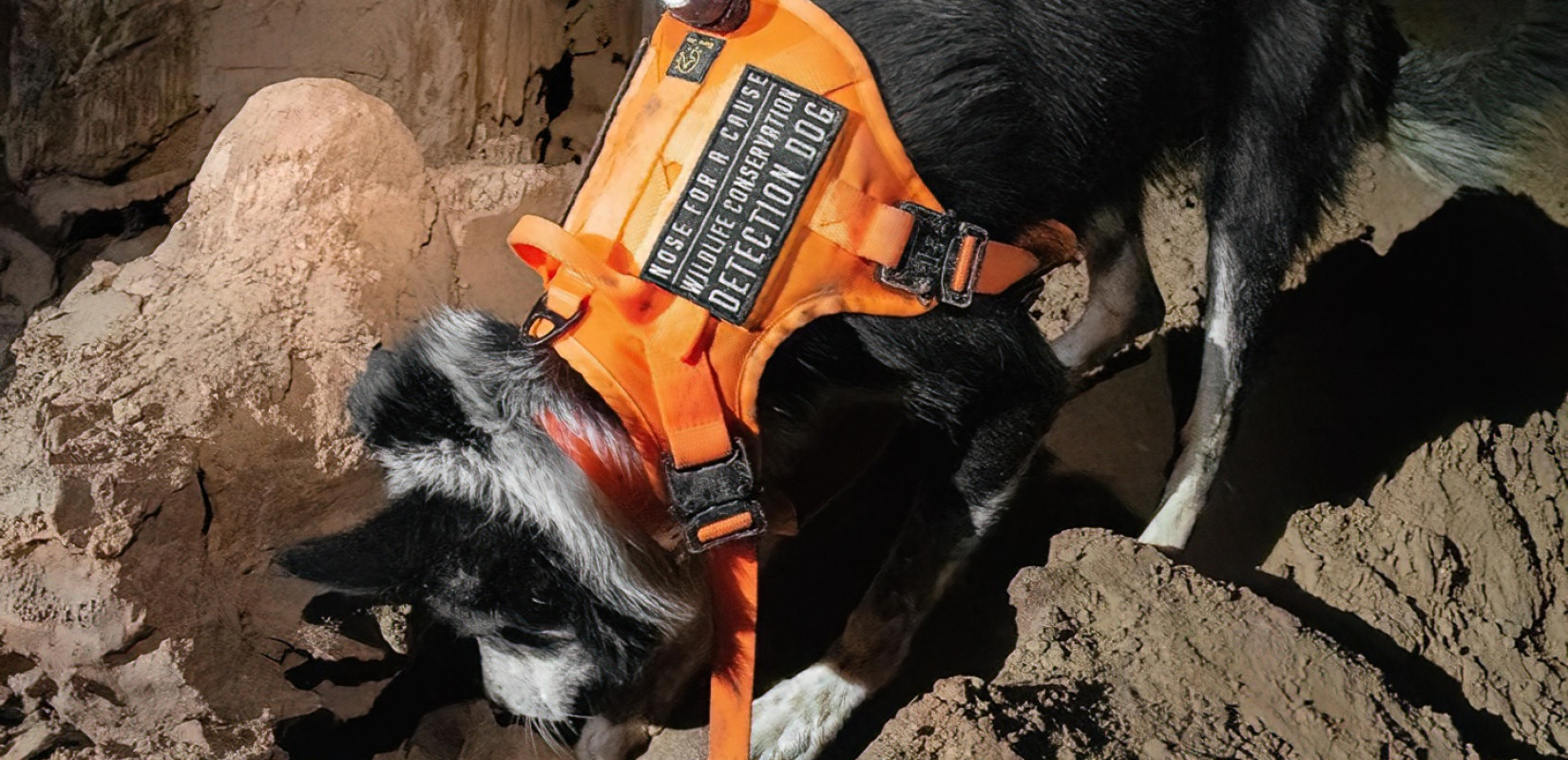 Θεσσαλονίκη: Σκύλοι γίνονται ανιχνευτές νυχτερίδων - Ποιος ο ρόλος τους οργανισμού «Nose for a cause»