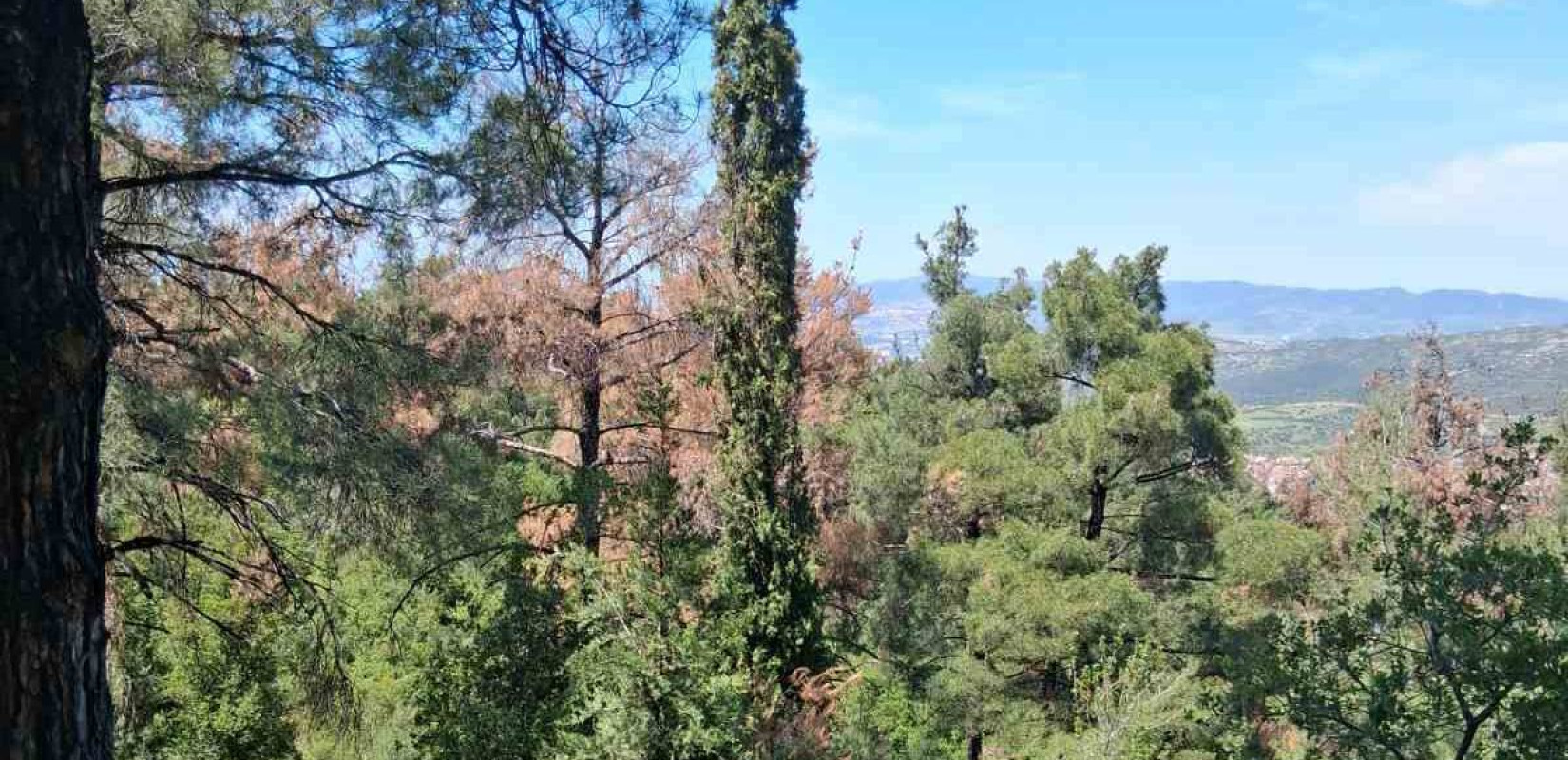 Φλοιοφάγα έντομα απειλούν ξανά το Σέιχ Σου