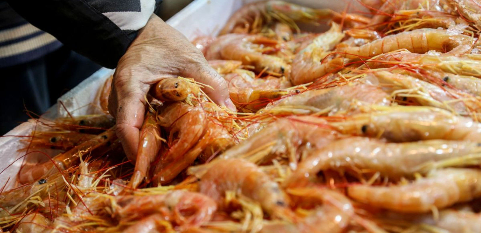 Τον έπιασαν να μεταφέρει ηρωίνη και κοκαΐνη μέσα σε σακούλες με γαρίδες Τον έπιασαν να μεταφέρει ηρωίνη και κοκαΐνη μέσα σε σακούλες με γαρίδες