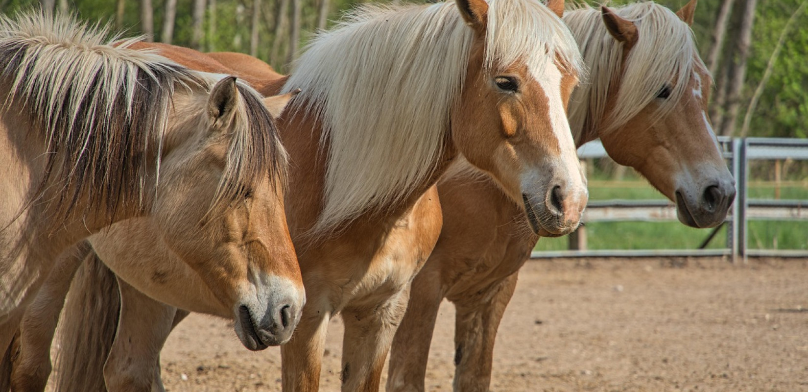 Θεσσαλονίκη: Πανικός σε σχολική εκδρομή – Άλογο δάγκωσε 9χρονο αγοράκι