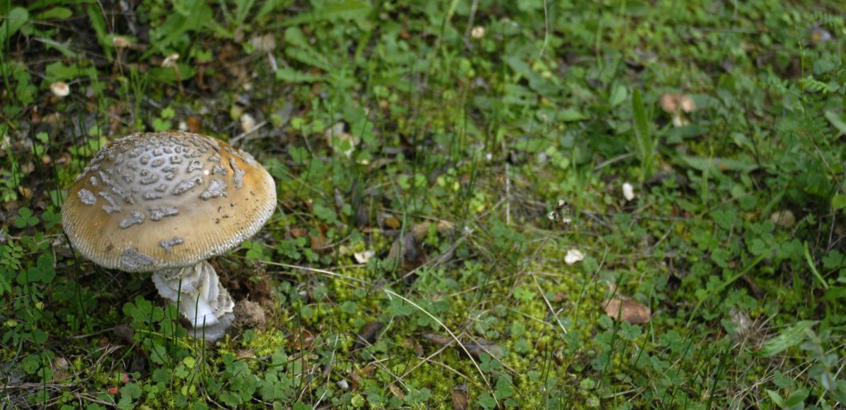 Αρναία Χαλκιδικής: Μανιταροσαφάρι και συνταγές με τρούφα