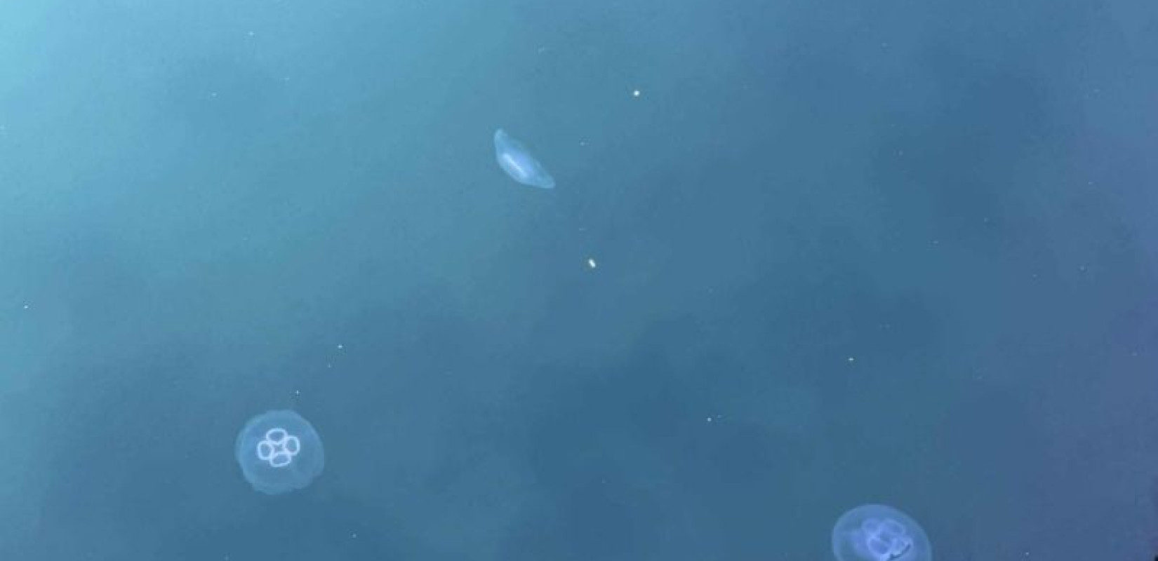 Θεσσαλονίκη: Οι μέδουσες του φεγγαριού κατέκλυσαν τον Θερμαϊκό Κόλπο