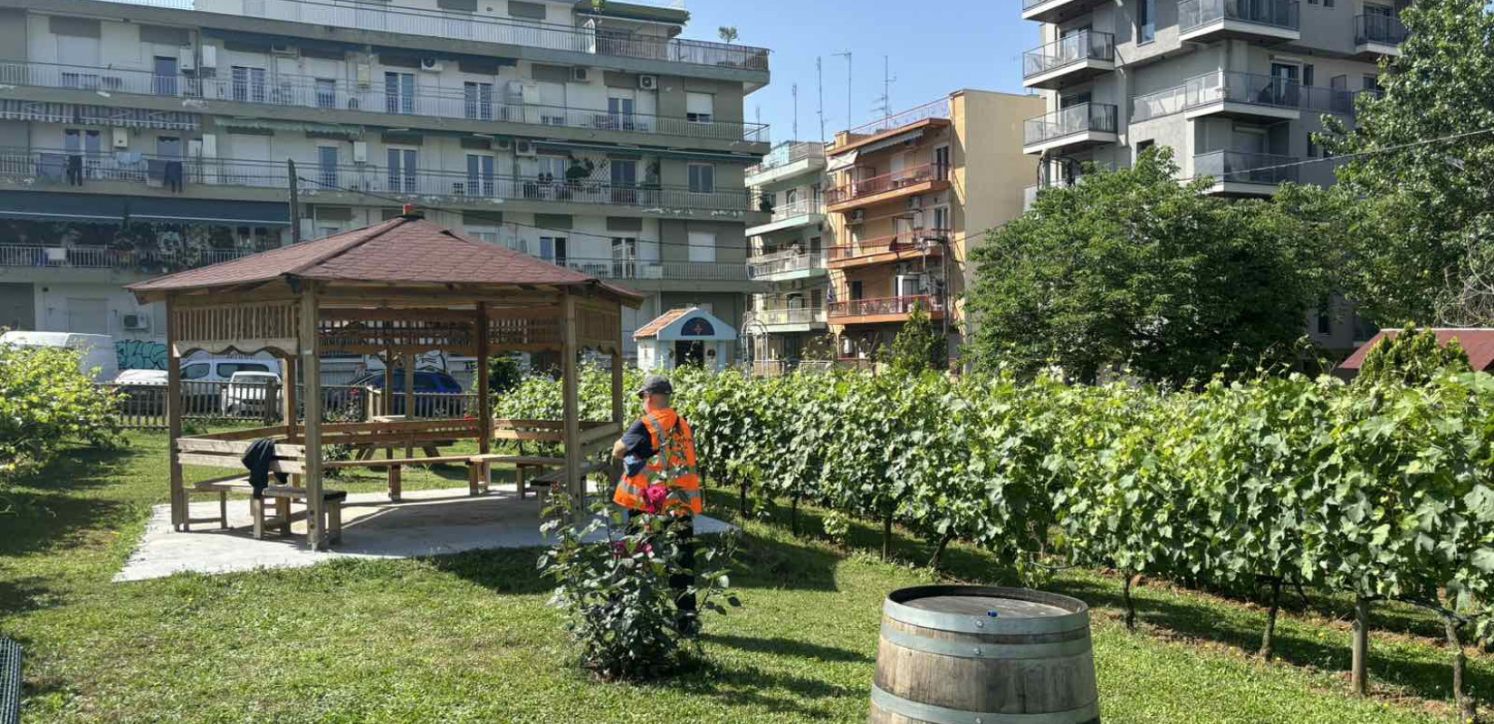 Ανοιχτός για τους πολίτες σήμερα ο αστικός αμπελώνας του δήμου Θεσσαλονίκης