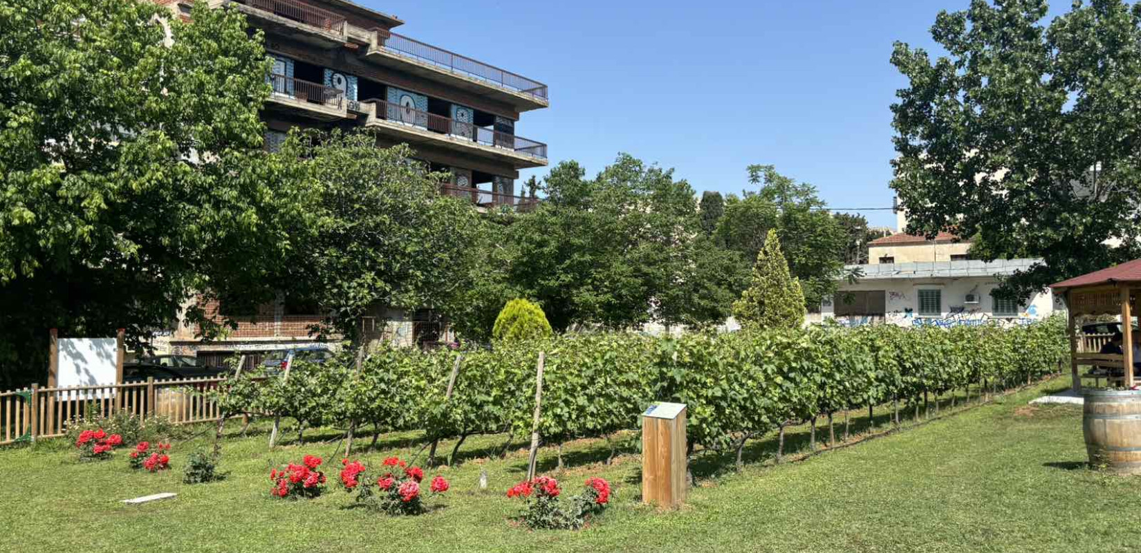 Θεσσαλονίκη: Παγκόσμια Ημέρα Τουρισμού με άρωμα... κρασιού στον Αστικό Αμπελώνα