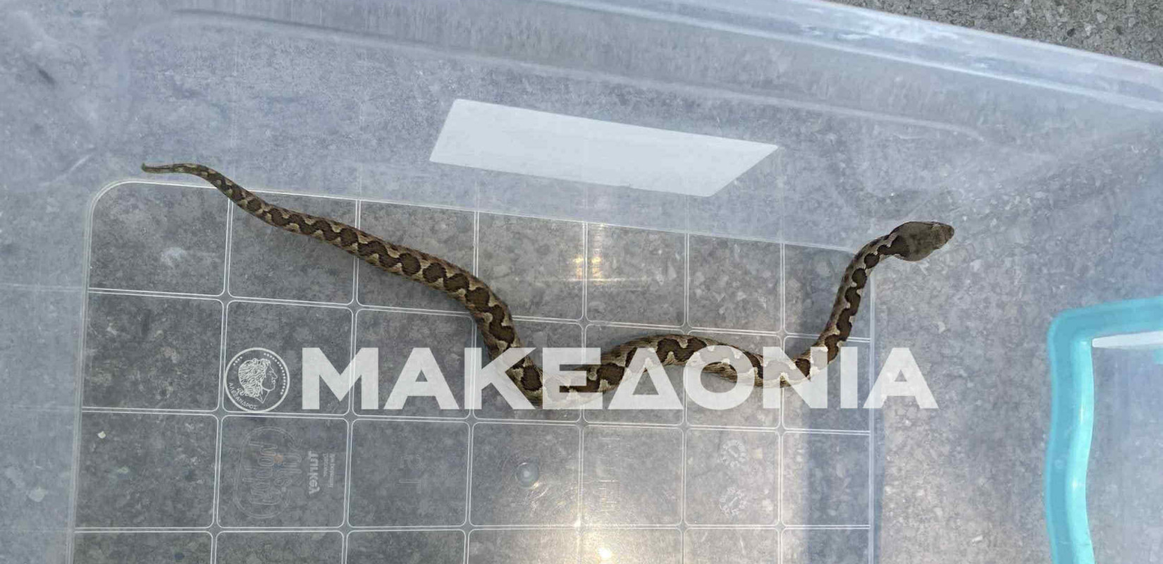 Θεσσαλονίκη: Οχιά βρέθηκε σε δωμάτιο μέσα σε σπίτι στο Πανόραμα Θεσσαλονίκη: Οχιά βρέθηκε σε δωμάτιο μέσα σε σπίτι στο Πανόραμα