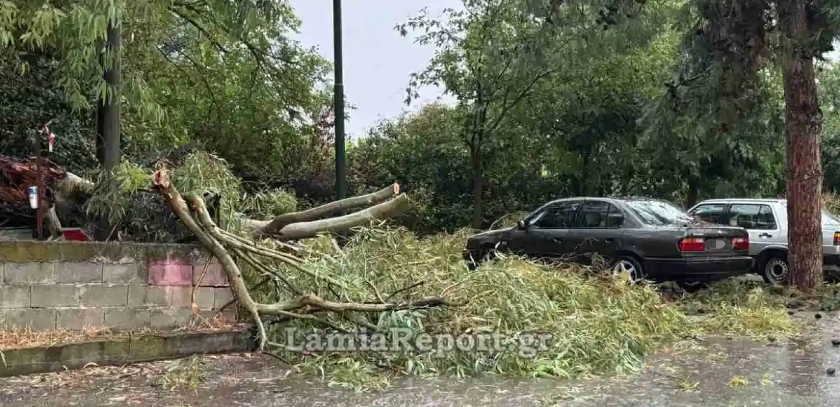 Προβλήματα από ισχυρό μπουρίνι στη Λαμία: Πτώσεις δέντρων και διακοπές ρεύματος