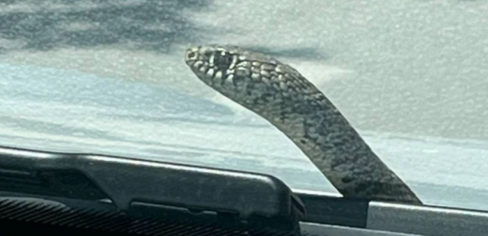 Βόλος: Φίδι ξεπήδησε από παρμπρίζ εν κινήσει ΙΧ - Έντρομη η οδηγός κάλεσε την Πυροσβεστική