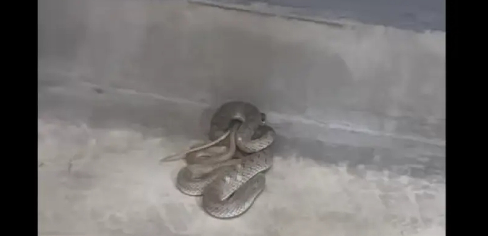 Θεσσαλονίκη: Φίδι «εισέβαλε» σε κουρείο εν ώρα λειτουργίας στη Μενεμένη (βίντεο)