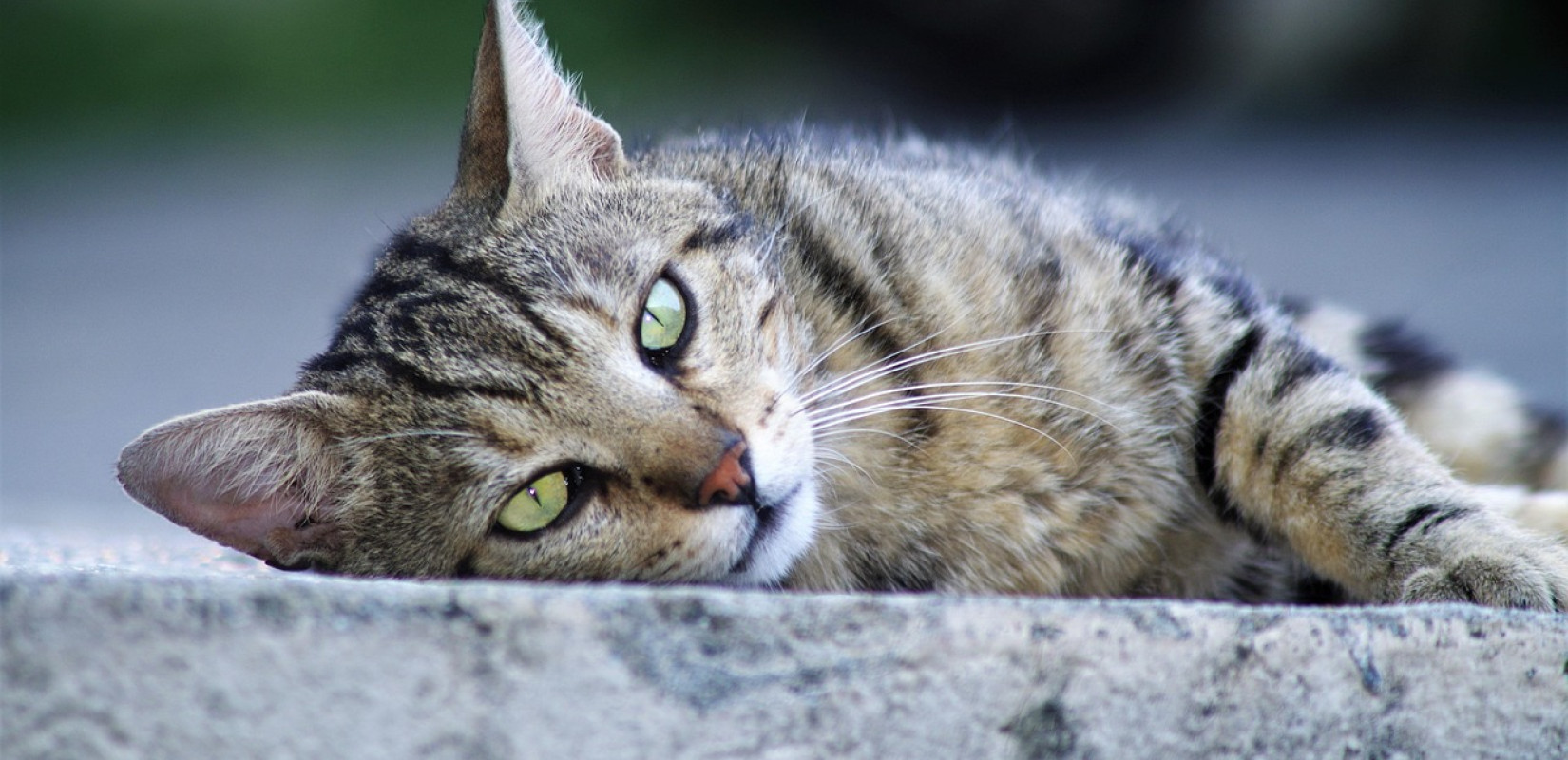 Κακοποίηση ζώων: Δηλητηριάσεις, βασανισμοί και  ατιμωρησία - 727 διώξεις μέσα σε 4 χρόνια