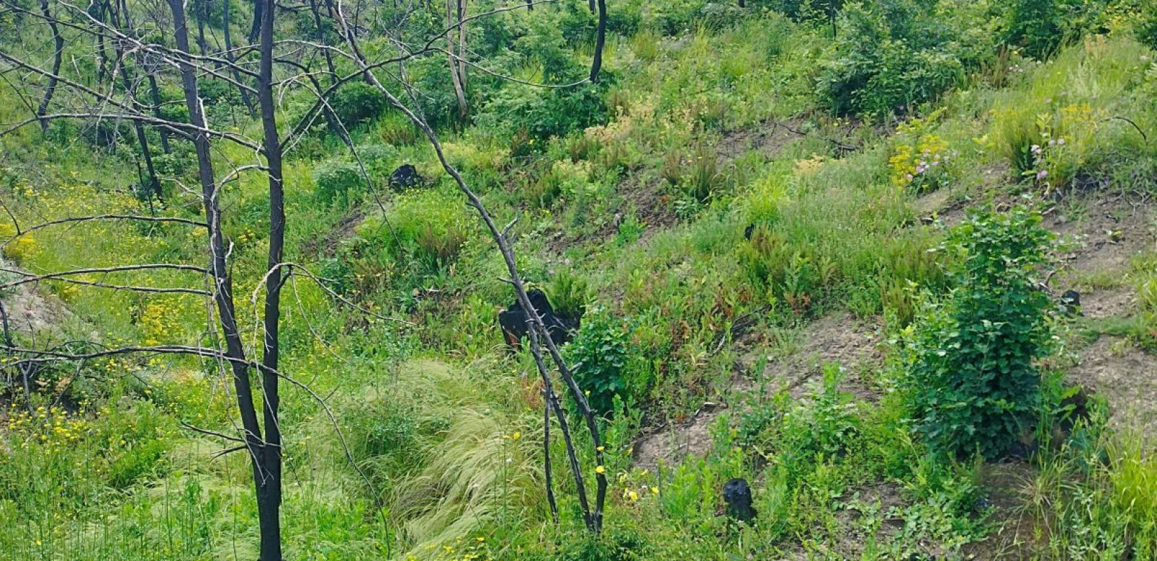 Δάσος της Δαδιάς: Το πολύτιμο δασικό οικοσύστημα της Ευρώπης ξεκίνησε την αναγέννηση