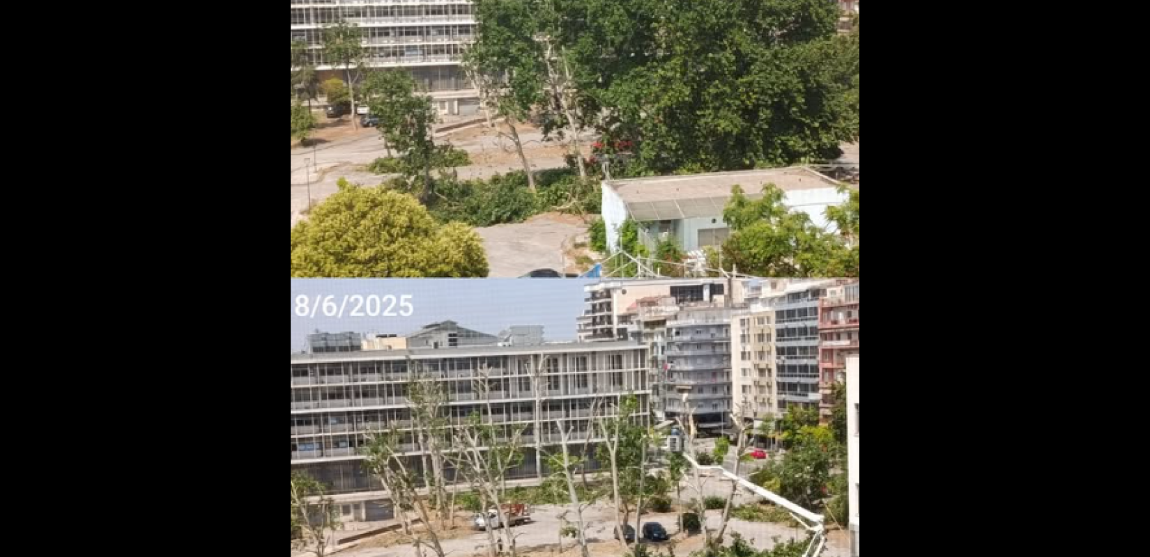 Θεσσαλονίκη: Αντιδράσεις μετά το κλάδεμα δέντρων στο πάρκινγκ των Δικαστηρίων- Τι απαντάει ο αρμόδιος Αντιδήμαρχος