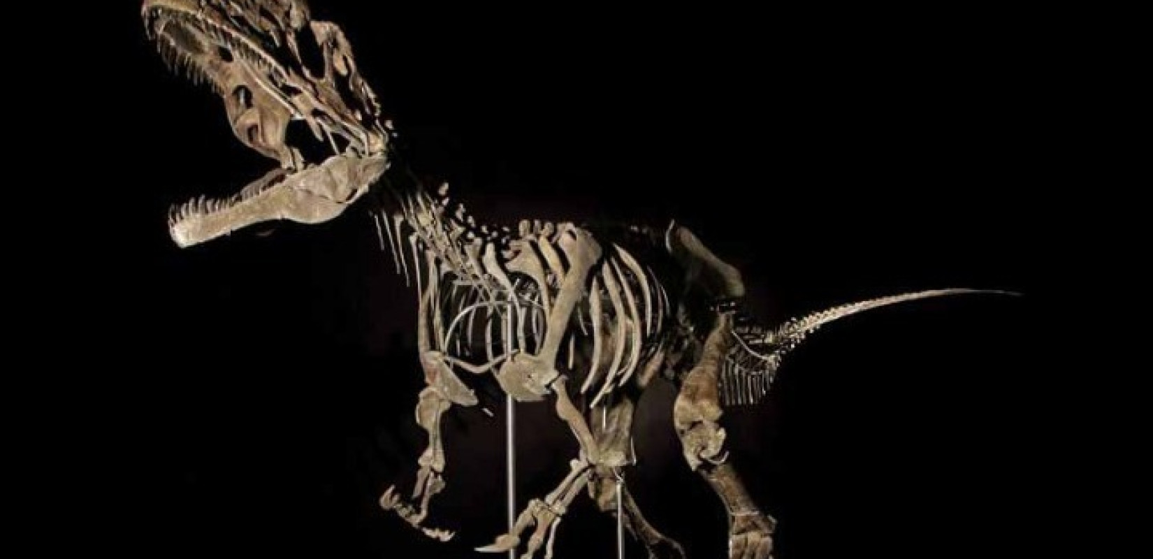 Μογγολία: Τα λείψανα ενός άγνωστου είδους δεινοσαύρου, συγγενή του T-Rex, βρέθηκαν ξεχασμένα σε ένα ινστιτούτο