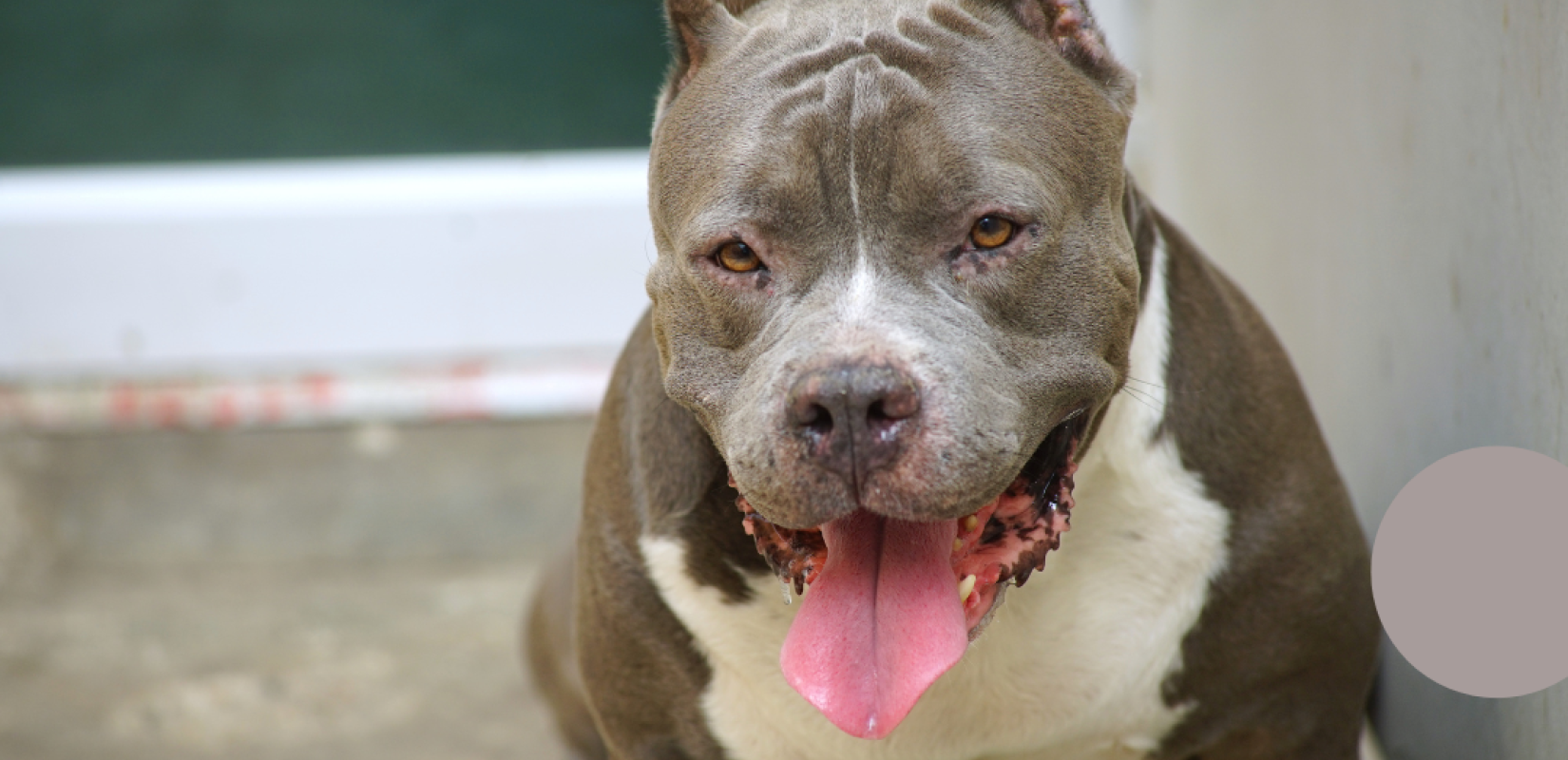 Θεσσαλονίκη: Πως έγινε η επίθεση του πιτ μπουλ σε 3χρονο – Tι δείχνει βίντεο από κάμερα ασφαλείας