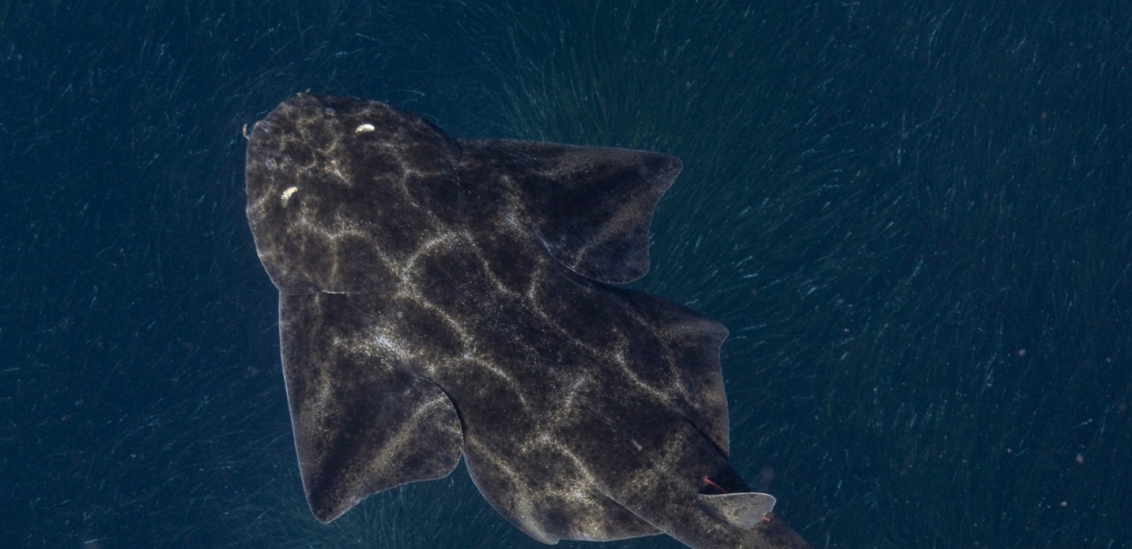 Θεσσαλονίκη: Οι αμπελοκαρχαρίες, ένα από τα πιο σπάνια ήδη παγκοσμίως φιλοξενούνται στις ελληνικές θάλασσες