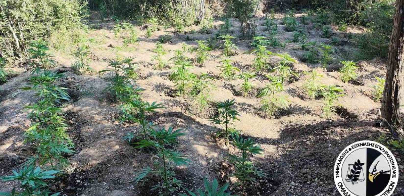 Θεσσαλονίκη: «Φύτεψαν» 453 δενδρύλλια κάνναβης σε δασική περιοχή - Δύο συλλήψεις Θεσσαλονίκη: «Φύτεψαν» 453 δενδρύλλια κάνναβης σε δασική περιοχή - Δύο συλλήψεις