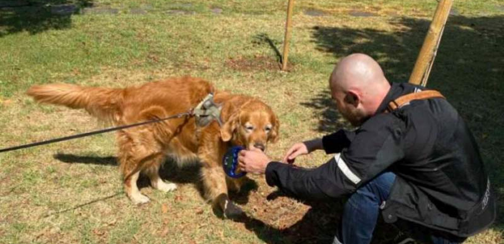 Θεσσαλονίκη: Πρόστιμα σε 31 ιδιοκτήτες ζώων συντροφιάς για παραβάσεις