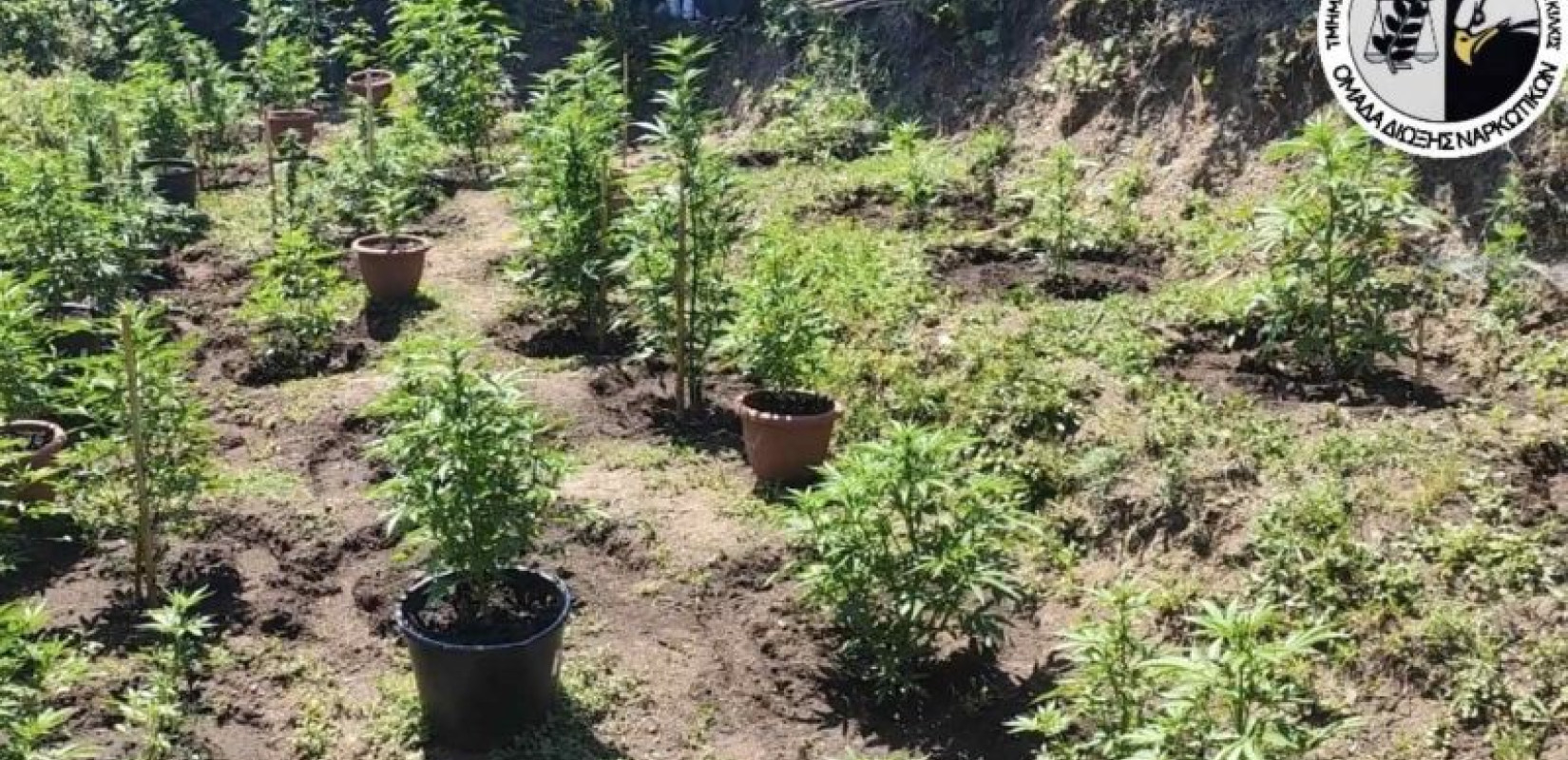 Θεσσαλονίκη: Αγρότης με... δεύτερη καλλιέργεια συνελήφθη για 60 δενδρύλλια κάνναβης στον Λαγκαδά (βίντεο) Θεσσαλονίκη: Αγρότης με... δεύτερη καλλιέργεια συνελήφθη για 60 δενδρύλλια κάνναβης στον Λαγκαδά (βίντεο)