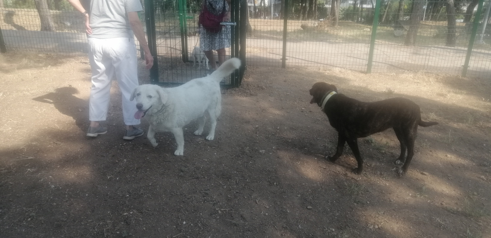 Θεσσαλονίκη: Εγκαίνια για το πέμπτο πάρκο σκύλων στο πάρκο Νέας Ελβετίας - Έρχονται άλλα πέντε Θεσσαλονίκη: Εγκαίνια για το πέμπτο πάρκο σκύλων στο πάρκο Νέας Ελβετίας - Έρχονται άλλα πέντε