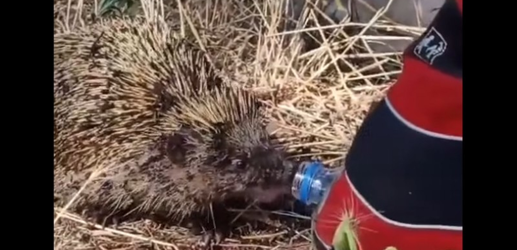 Μια πράξη ανθρωπιάς μέσα στις φλόγες - Πυροσβέστης σώζει σκαντζόχοιρο στο Κιλκίς (βίντεο)