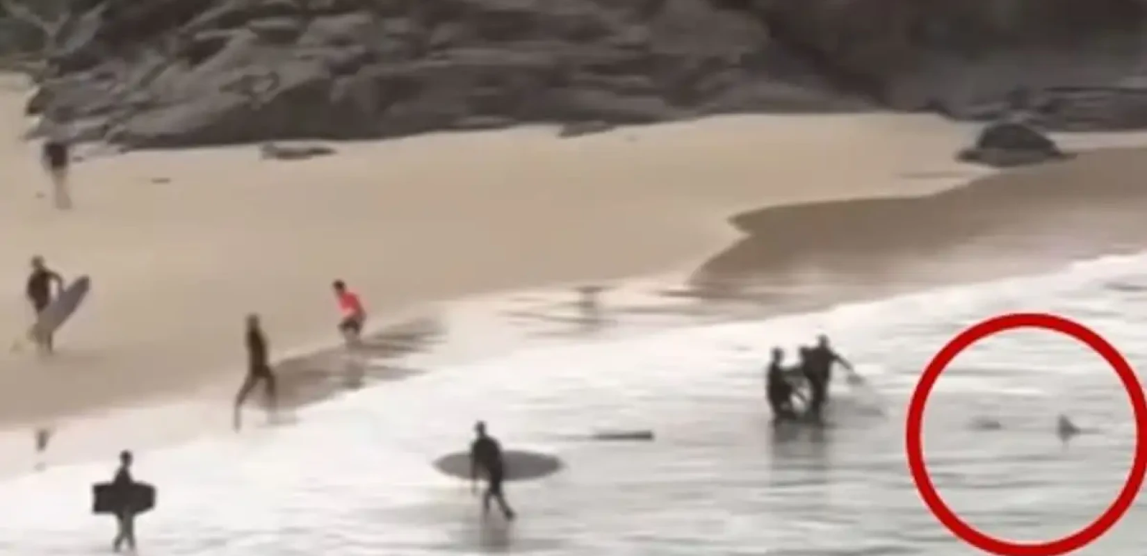 Αυστραλία: Άνδρας γρονθοκοπεί καρχαρία για να σώσει 16χρονο - Δείτε βίντεο Αυστραλία: Άνδρας γρονθοκοπεί καρχαρία για να σώσει 16χρονο - Δείτε βίντεο