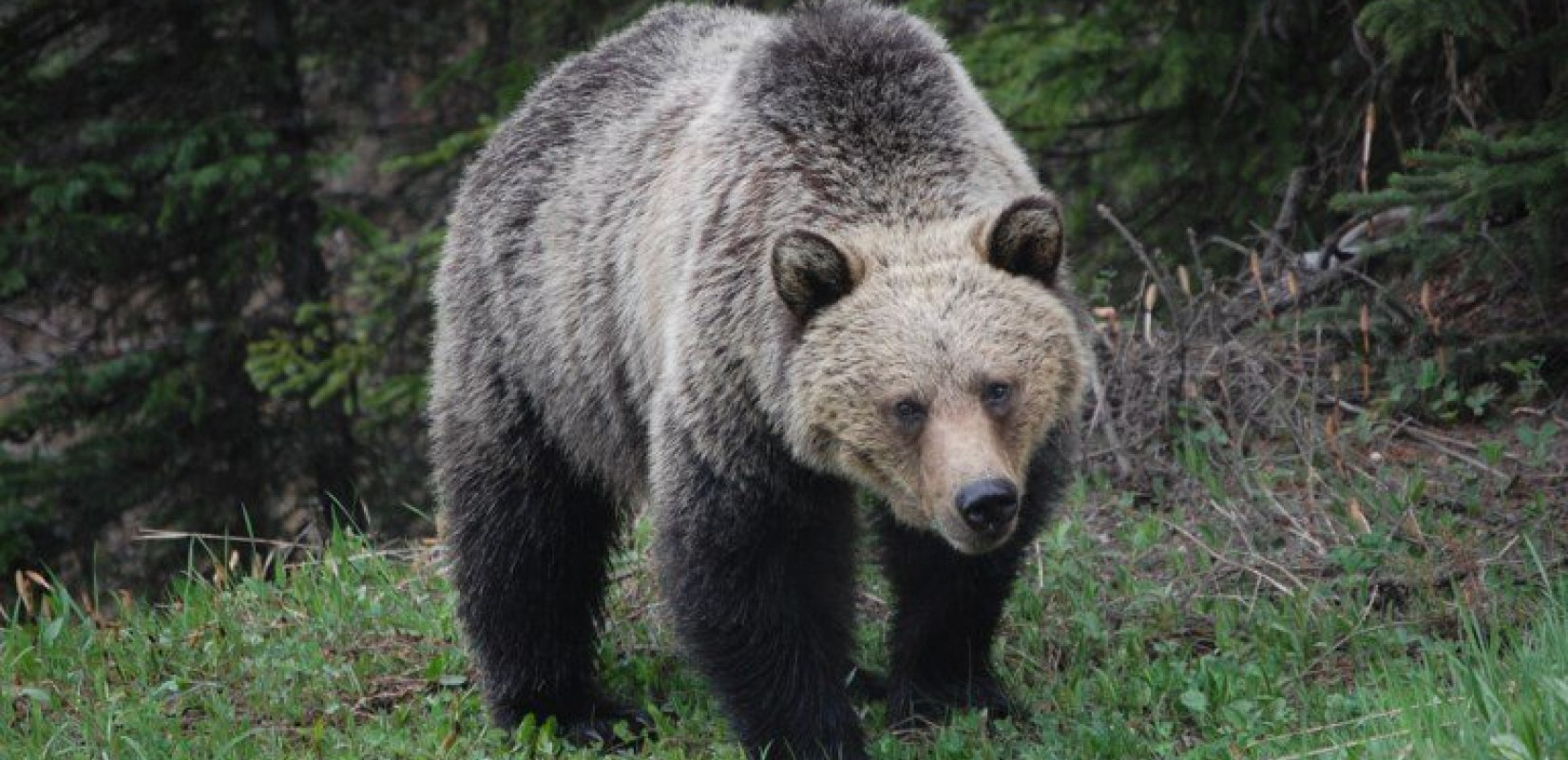 Καστοριά: Νέο περιστατικό με νεκρή αρκούδα από πυροβολισμό Καστοριά: Νέο περιστατικό με νεκρή αρκούδα από πυροβολισμό