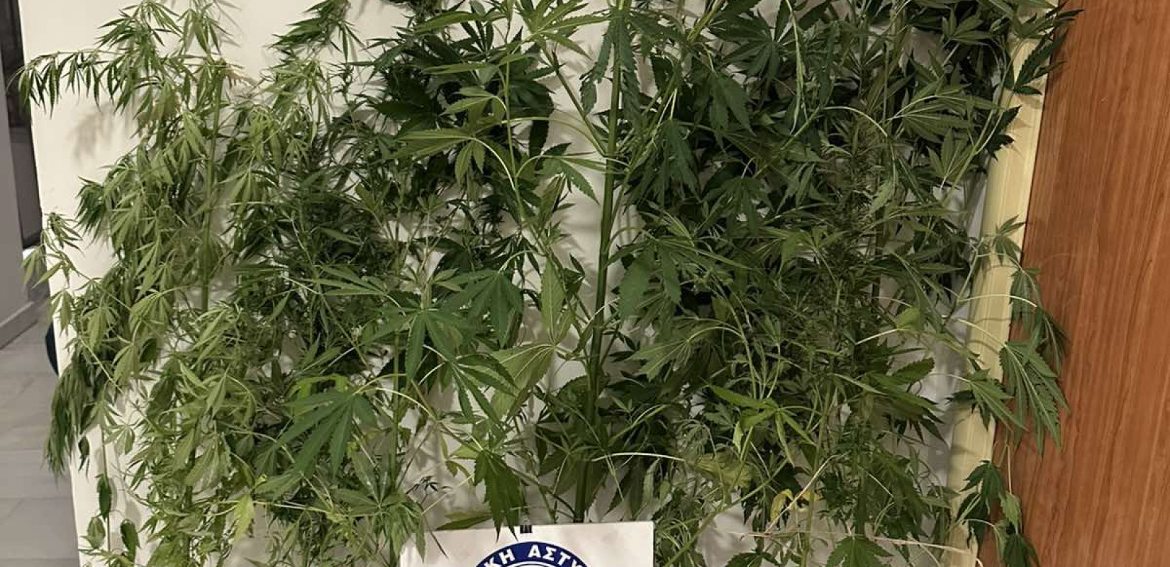 Ημαθία: Τον έπιασαν με 7 δενδρύλλια κάνναβης Ημαθία: Τον έπιασαν με 7 δενδρύλλια κάνναβης