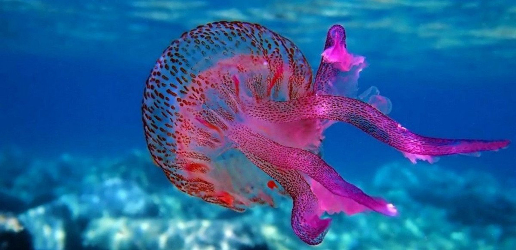 Παραλίες: Αναστατώνουν (ξανά) οι μωβ και γαλάζιες μέδουσες