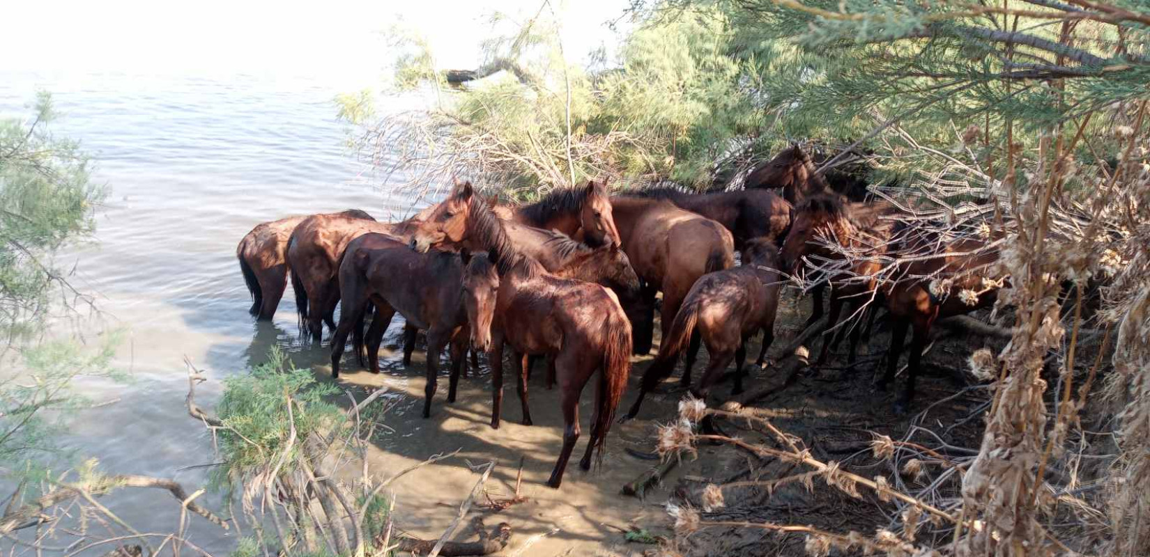 Δέλτα Έβρου: «Συναγερμός» με τα νεκρά ψάρια εξαιτίας της λειψυδρίας – SOS για 200 εγκλωβισμένα άλογα
