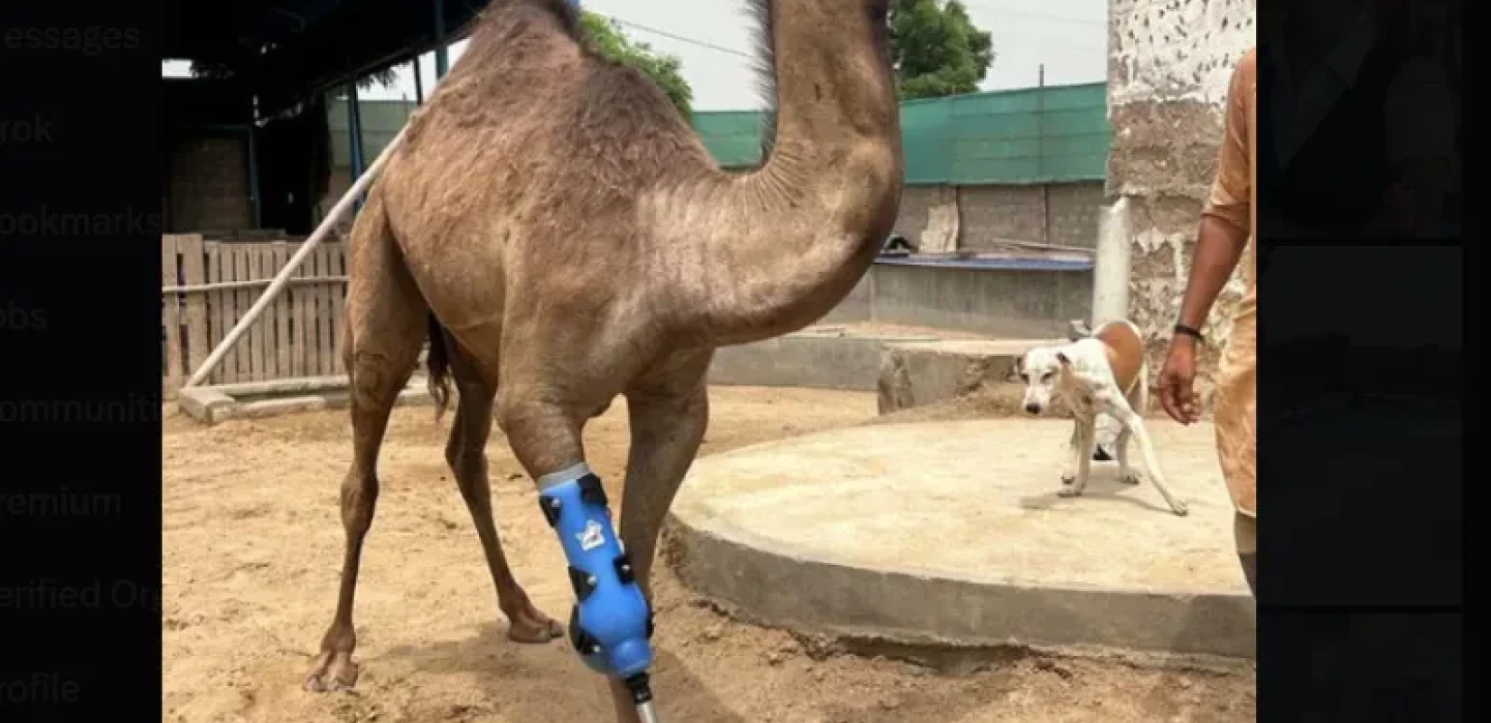 Πακιστάν: Κακοποιημένη καμήλα ξαναπερπάτησε χάρη σε τεχνητό μέλος - Δείτε βίντεο
