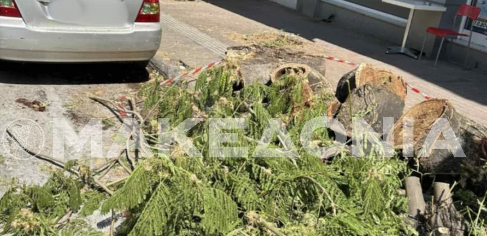 Θεσσαλονίκη: Δέντρο έπεσε πάνω σε όχημα και του προκάλεσε ζημιές - Δείτε βίντεο και φωτογραφίες