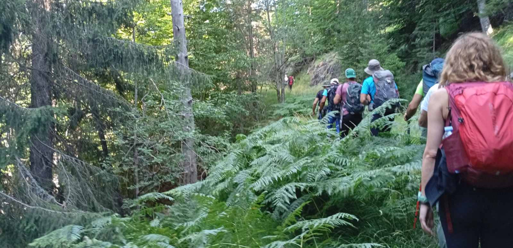 Παγκόσμια Ημέρα Δασών: Ποια είναι τα 19 αισθητικά δάση στην Ελλάδα